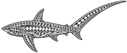 koa marine thresher